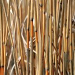 miscanthus, elephant grass, biomass, ecology, bioethanol, biofuel, green, nature, environment, plant, brown grass, brown plant, brown plants, miscanthus, miscanthus, biomass, biomass, biomass, biomass, biomass